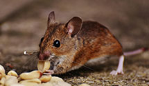 24 Hour & Emergency Exterminators in Walnuttown, PA